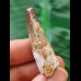 3.7 cm patterned tooth of the Spinosaurus