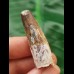 3.7 cm patterned tooth of the Spinosaurus