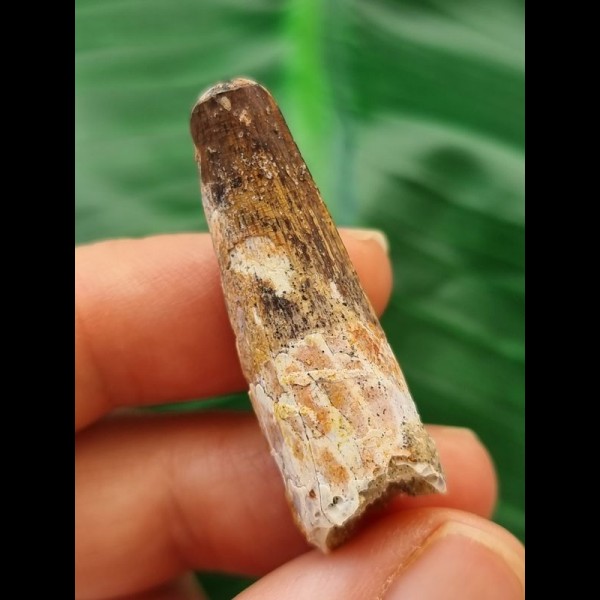 3.7 cm patterned tooth of the Spinosaurus