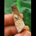 3.7 cm patterned tooth of the Spinosaurus