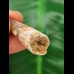 3.7 cm patterned tooth of the Spinosaurus