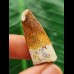 3.2 cm beautifully patterned tooth of the Spinosaurus