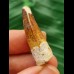 3.2 cm beautifully patterned tooth of the Spinosaurus
