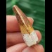 3.2 cm beautifully patterned tooth of the Spinosaurus