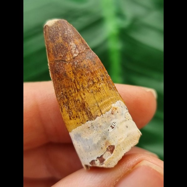 3.2 cm beautifully patterned tooth of the Spinosaurus