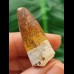3.2 cm beautifully patterned tooth of the Spinosaurus