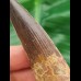 6,4 cm dunkler Zahn des Spinosaurus