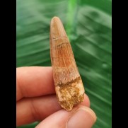 4,2 cm rotbrauner Zahn des Spinosaurus