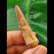 4,5 cm heller Zahn des Spinosaurus