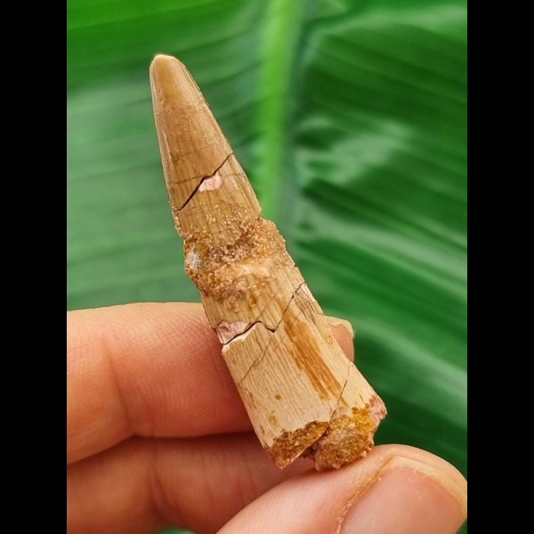 4,5 cm heller Zahn des Spinosaurus 4,5 cm heller Zahn des Spinosaurus