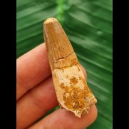 4.5 cm light-coloured tooth of the Spinosaurus