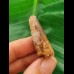4.5 cm dark brown tooth of the Spinosaurus