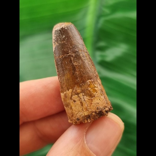4.5 cm dark brown tooth of the Spinosaurus