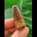 4.5 cm dark brown tooth of the Spinosaurus