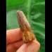 4.5 cm dark brown tooth of the Spinosaurus