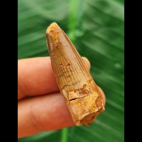 3.9 cm brown tooth of the Spinosaurus 3.9 cm brown tooth of the Spinosaurus