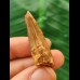 3.9 cm brown tooth of the Spinosaurus 3.9 cm brown tooth of the Spinosaurus