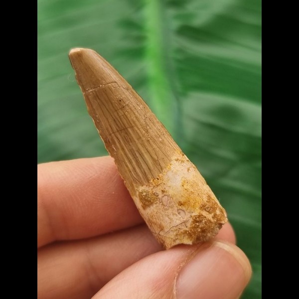 3,9 cm hellbrauner Zahn des Spinosaurus 3,9 cm hellbrauner Zahn des Spinosaurus