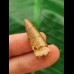 2,6 cm heller Zahn des Spinosaurus