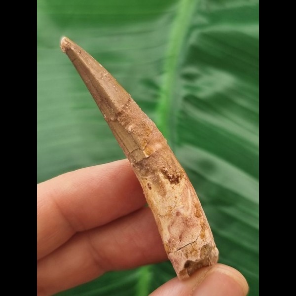 6.2 cm light-coloured tooth of Spinosaurus