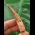 6.2 cm light-coloured tooth of Spinosaurus