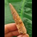 6.2 cm light-coloured tooth of Spinosaurus