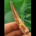 6.2 cm light-coloured tooth of Spinosaurus