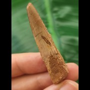 5.2 cm light-coloured tooth of Spinosaurus