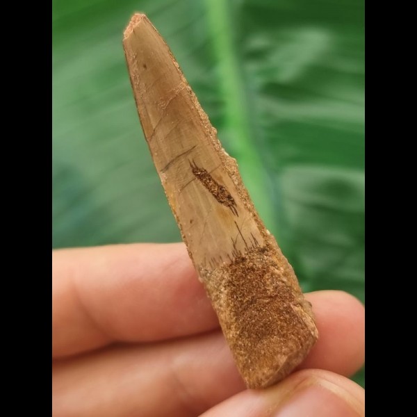5.2 cm light-coloured tooth of Spinosaurus 5.2 cm light-coloured tooth of Spinosaurus