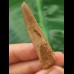 5.2 cm light-coloured tooth of Spinosaurus 5.2 cm light-coloured tooth of Spinosaurus