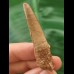 5.2 cm light-coloured tooth of Spinosaurus 5.2 cm light-coloured tooth of Spinosaurus