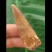 5.5 cm light brown tooth of the Spinosaurus