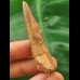 5.5 cm light brown tooth of the Spinosaurus