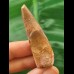 5.5 cm light brown tooth of the Spinosaurus