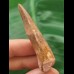 5.5 cm light brown tooth of the Spinosaurus
