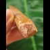 5.5 cm light brown tooth of the Spinosaurus