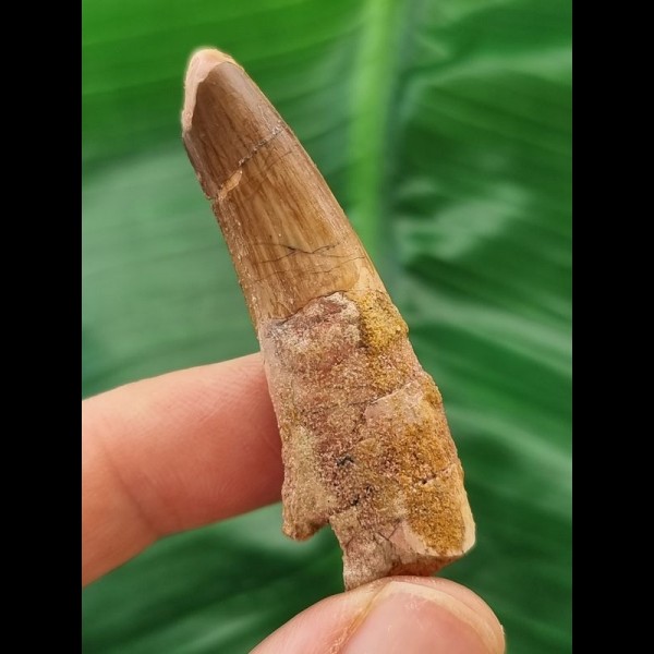 4,8 cm rotbrauner Zahn des Spinosaurus