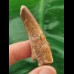 4,8 cm rotbrauner Zahn des Spinosaurus