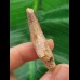 4,8 cm rotbrauner Zahn des Spinosaurus