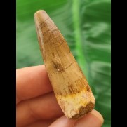 4,9 cm heller Zahn des Spinosaurus