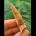 5,0 cm heller Zahn des Spinosaurus