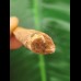 5,0 cm heller Zahn des Spinosaurus