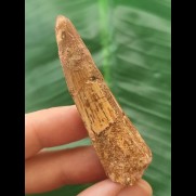 5.1 cm brown tooth of the Spinosaurus