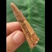 5.1 cm brown tooth of the Spinosaurus 5.1 cm brown tooth of the Spinosaurus