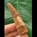 5.1 cm brown tooth of the Spinosaurus 5.1 cm brown tooth of the Spinosaurus