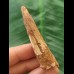 5.1 cm brown tooth of the Spinosaurus 5.1 cm brown tooth of the Spinosaurus