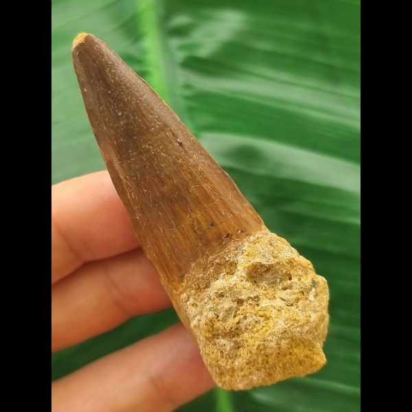 6.6 cm brown tooth of the Spinosaurus