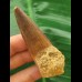 6.6 cm brown tooth of the Spinosaurus