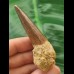 6.6 cm brown tooth of the Spinosaurus