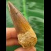 6.6 cm brown tooth of the Spinosaurus